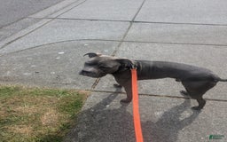 American Pit Bull Terrier dogs for sale: Ham Samy - Image 3