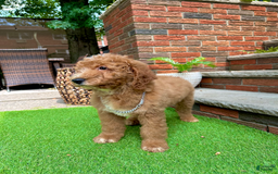 Goldendoodle dogs for sale: Snoopy - Image 2