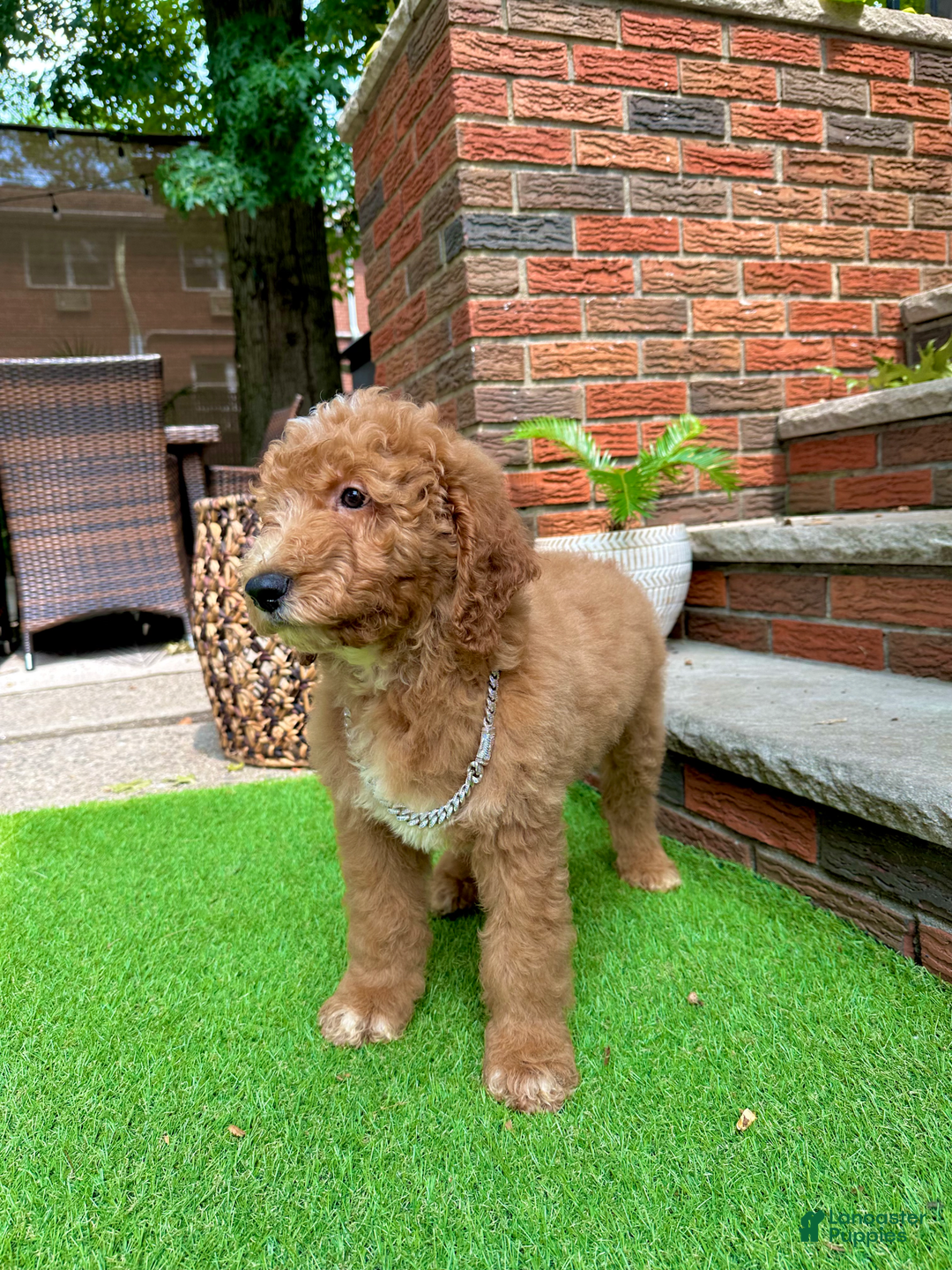 Goldendoodle dogs for sale: Snoopy - Image 2