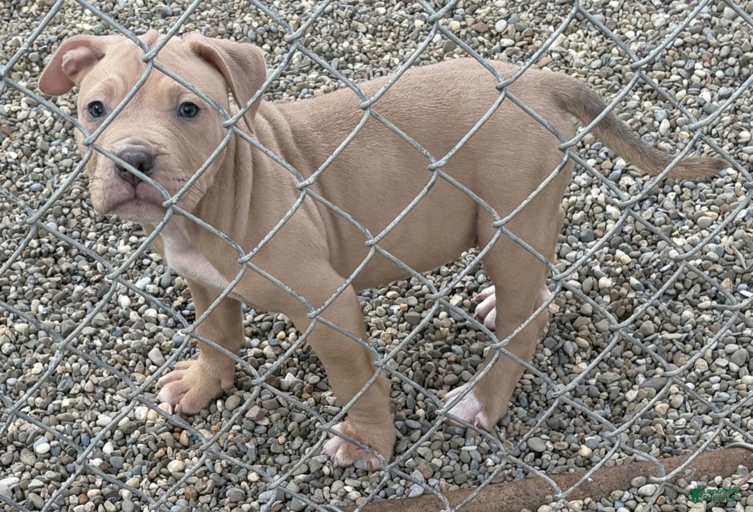 American Pit Bull Terrier dogs for sale: Stirrfry - Image 2