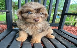 Mini Aussiedoodle dogs for sale: Ringo - Image 24