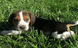 Beagle dogs for sale: Winona - Image 2