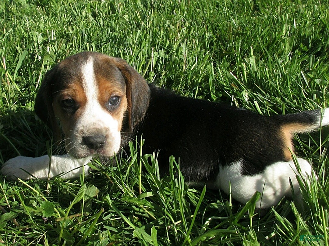 Beagle dogs for sale: Winona - Image 2
