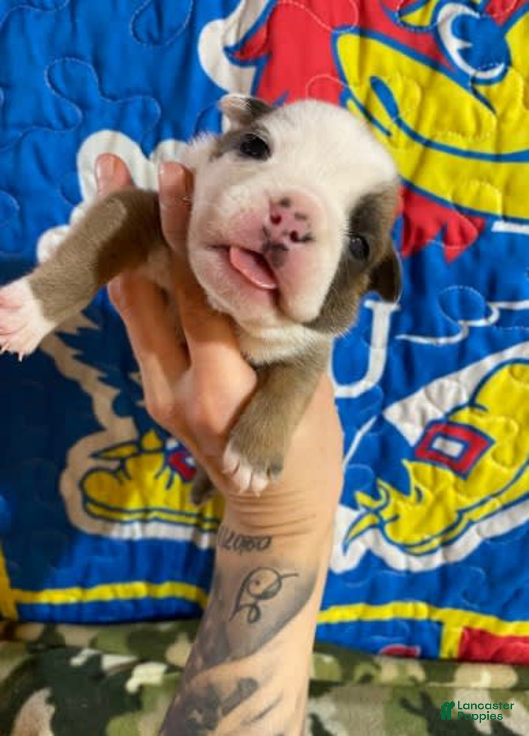 American Bulldog dogs for sale: Betty Crocker - Image 4