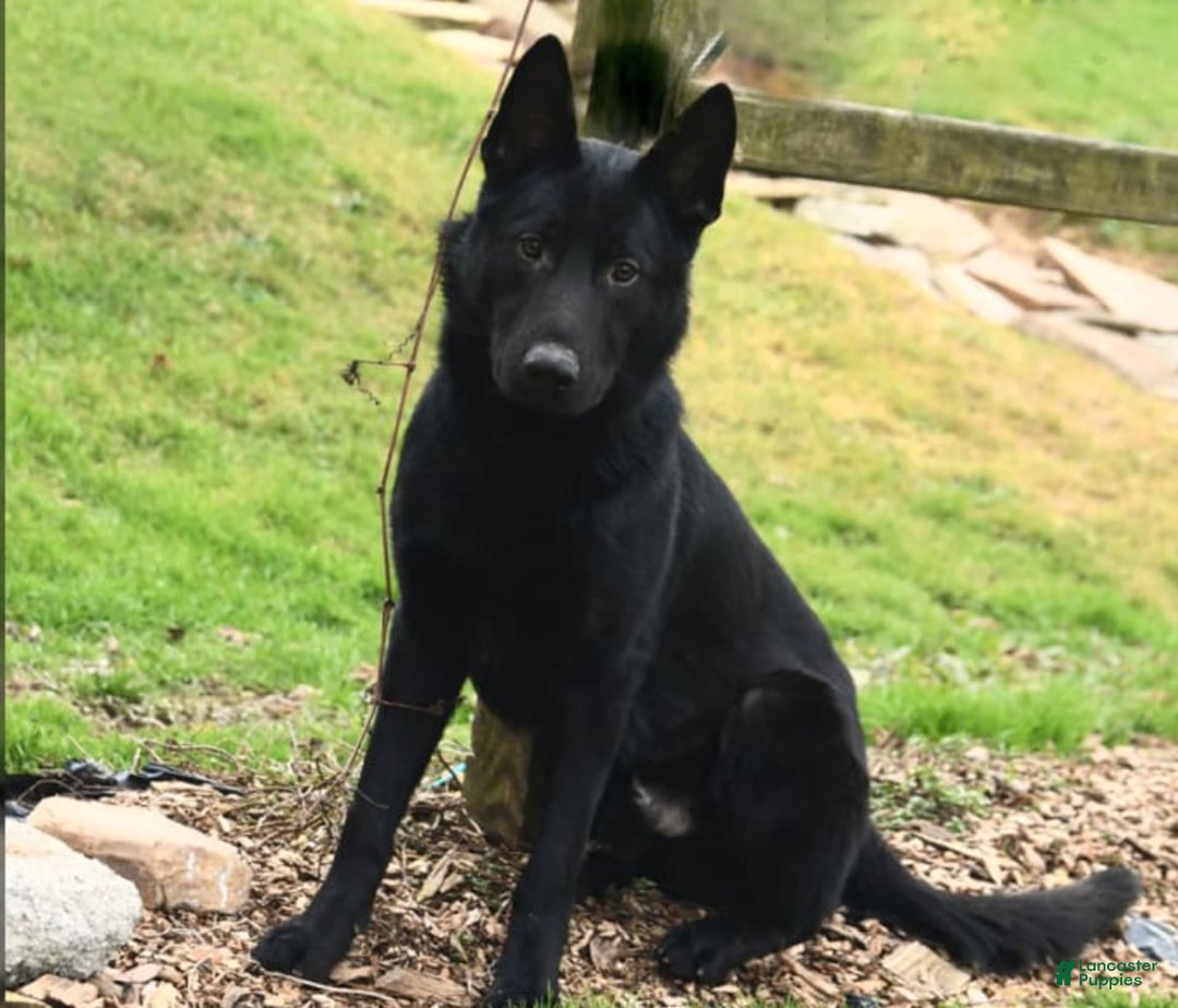 German Shepherd dogs for sale: Axel - Image 20