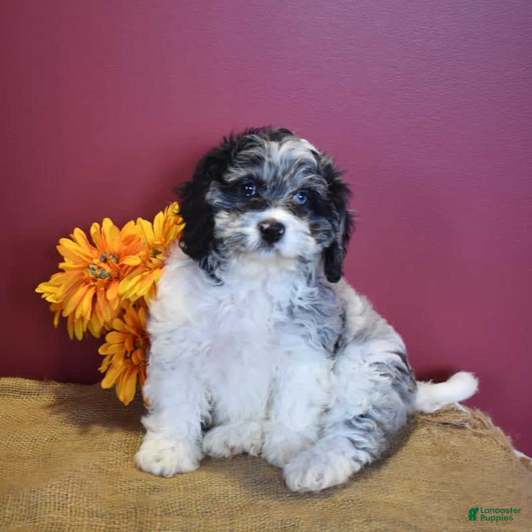 Cavapoo dogs for sale: Joann - Image 7