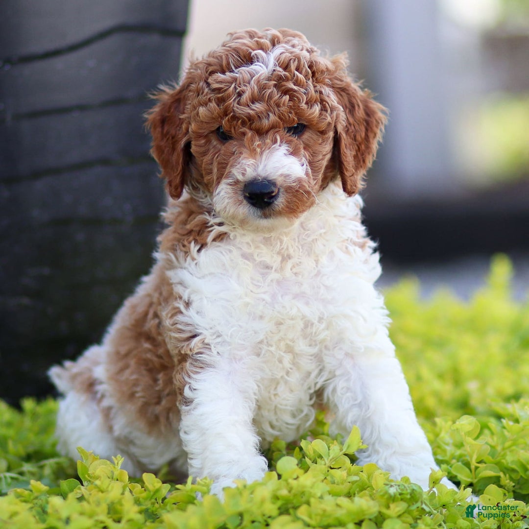 Standard Poodle dogs for sale: Rascal - Image 3