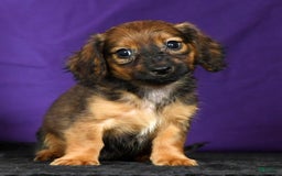 Miniature Dachshund dogs for sale: Dixie - Image 6