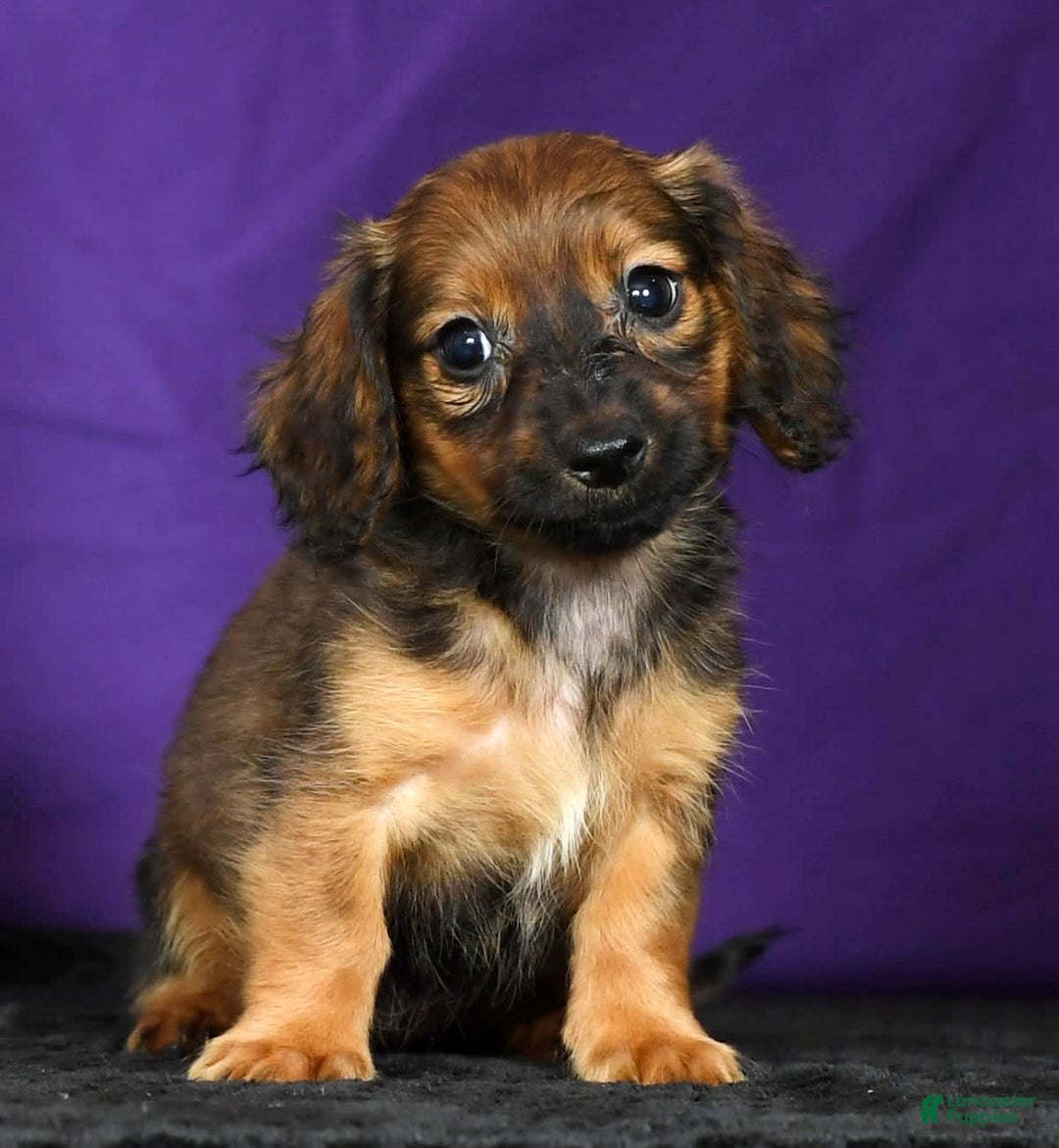 Miniature Dachshund dogs for sale: Dixie - Image 6