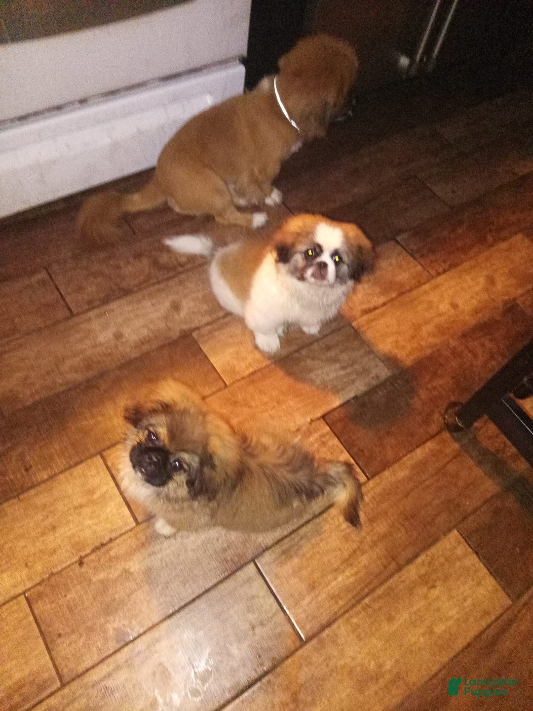 Pekingese dogs for sale: Skippy - Image 6