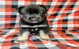 Gerberian Shepsky dogs for sale: Mateo - Image 4
