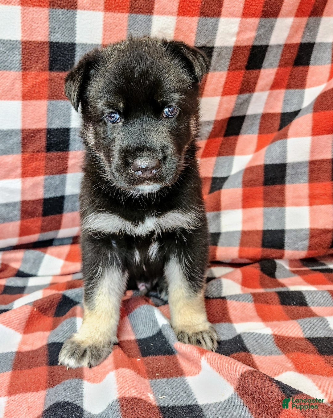 Gerberian Shepsky dogs for sale: Mateo - Image 4