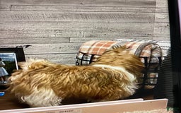 Shih Tzu dogs for sale: Gordo - Image 3