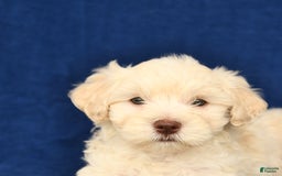Shihpoo dogs for sale: Jonas - Image 2