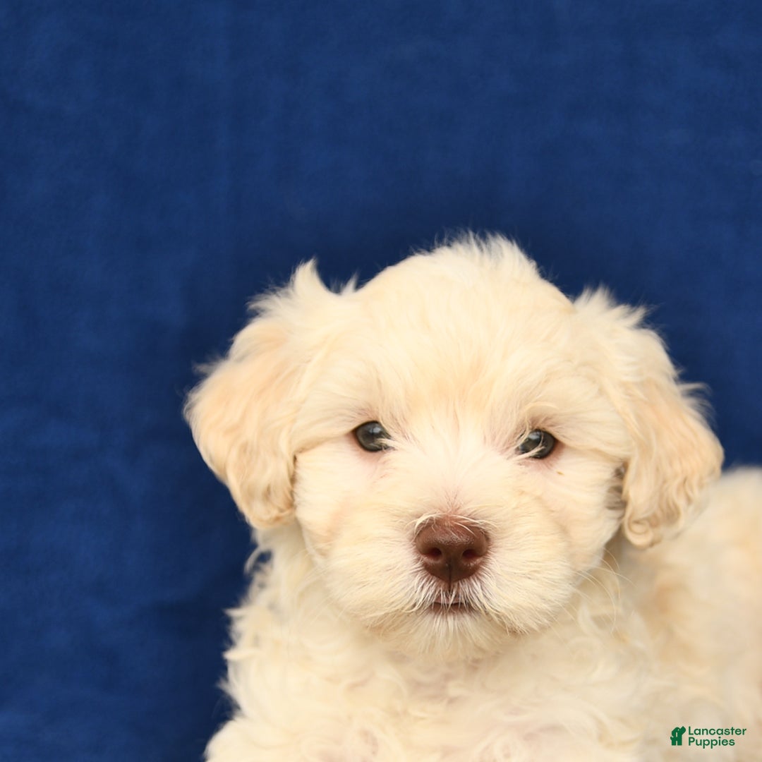 Shihpoo dogs for sale: Jonas - Image 2