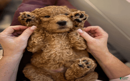 Goldendoodle dogs for sale: Coda - Image 7