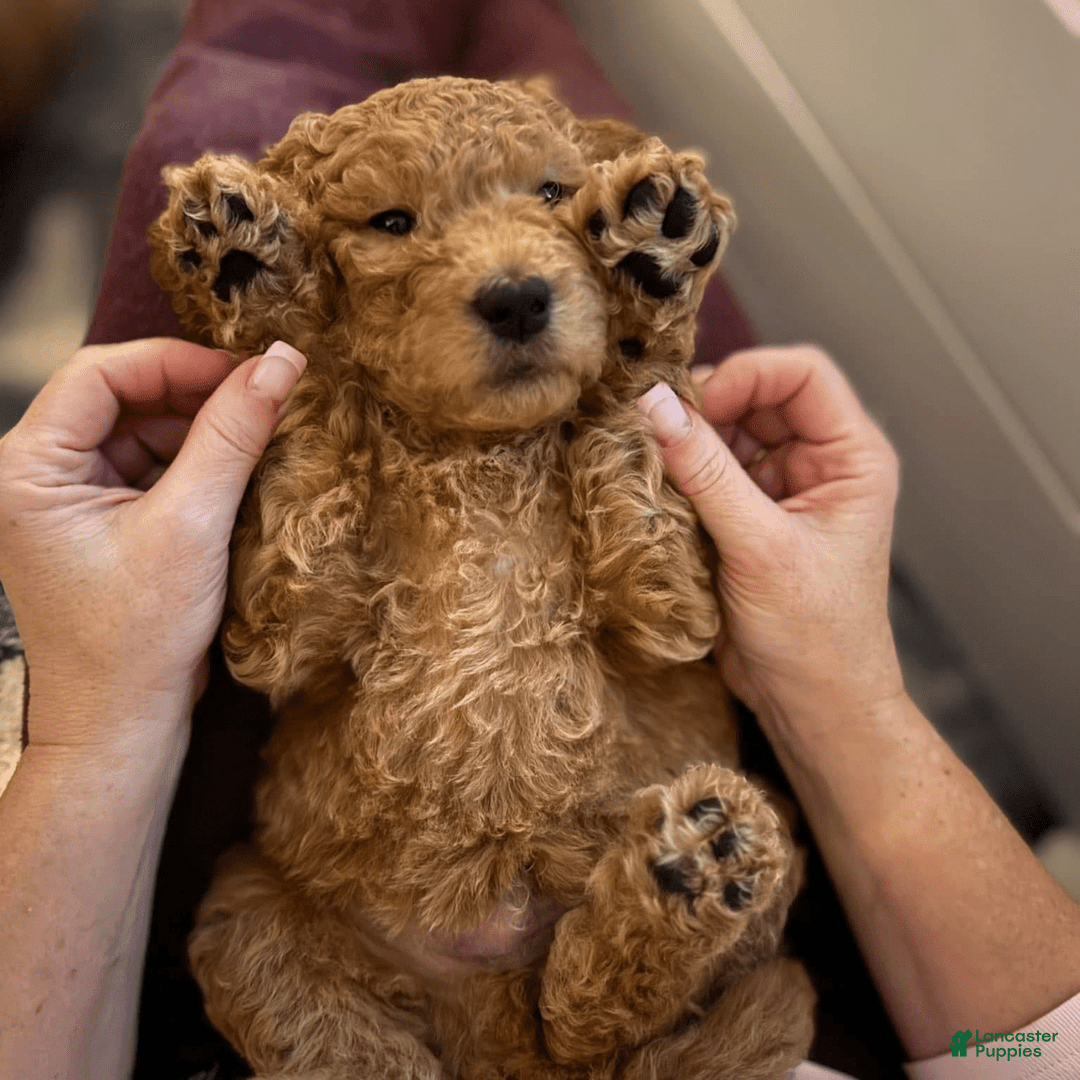 Goldendoodle dogs for sale: Coda - Image 7