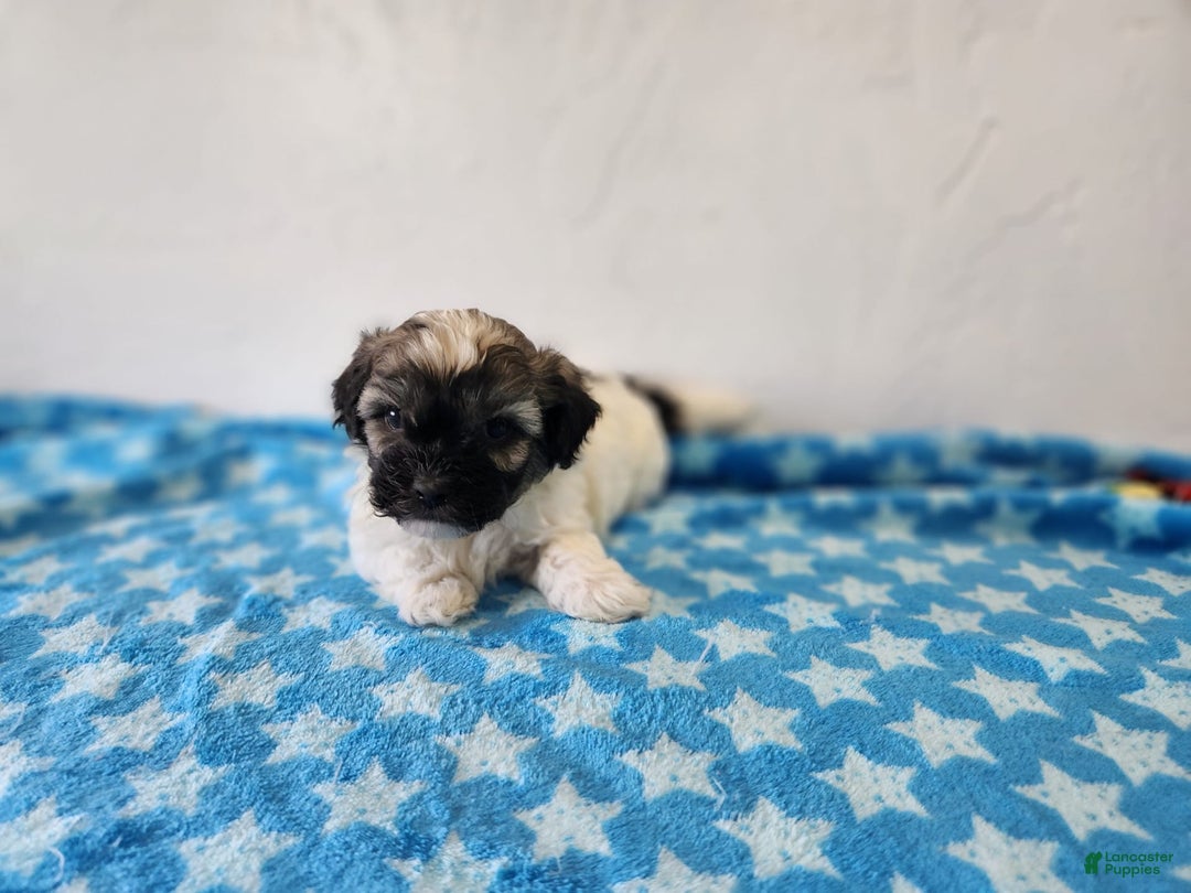 Havanese dogs for sale: Inigo - Image 3