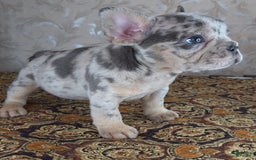 French Bulldog dogs for sale: Honoka - Image 2