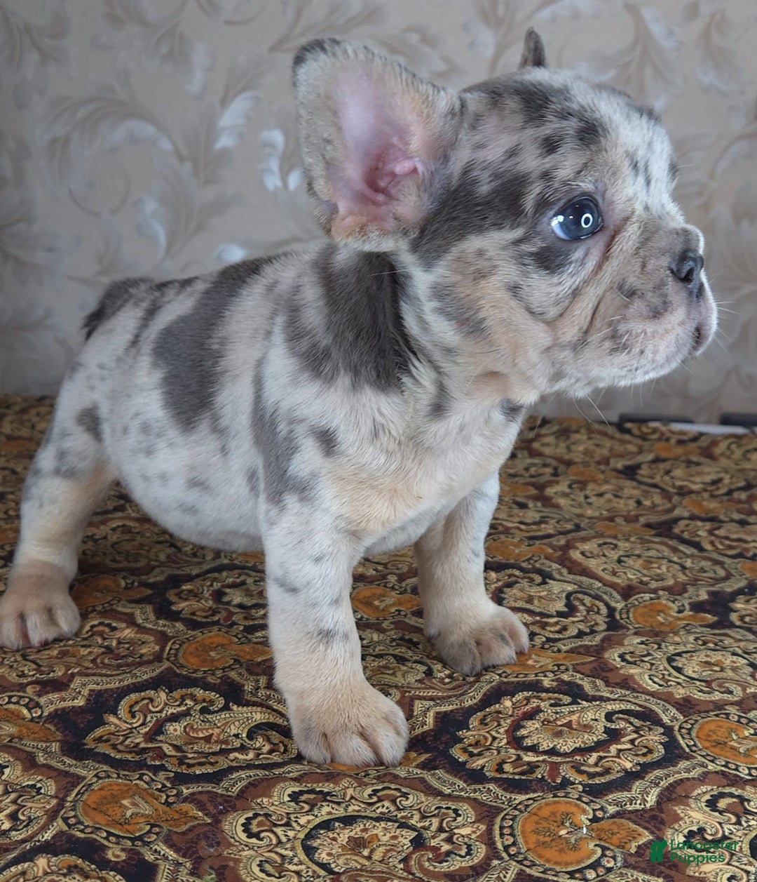 French Bulldog dogs for sale: Honoka - Image 2