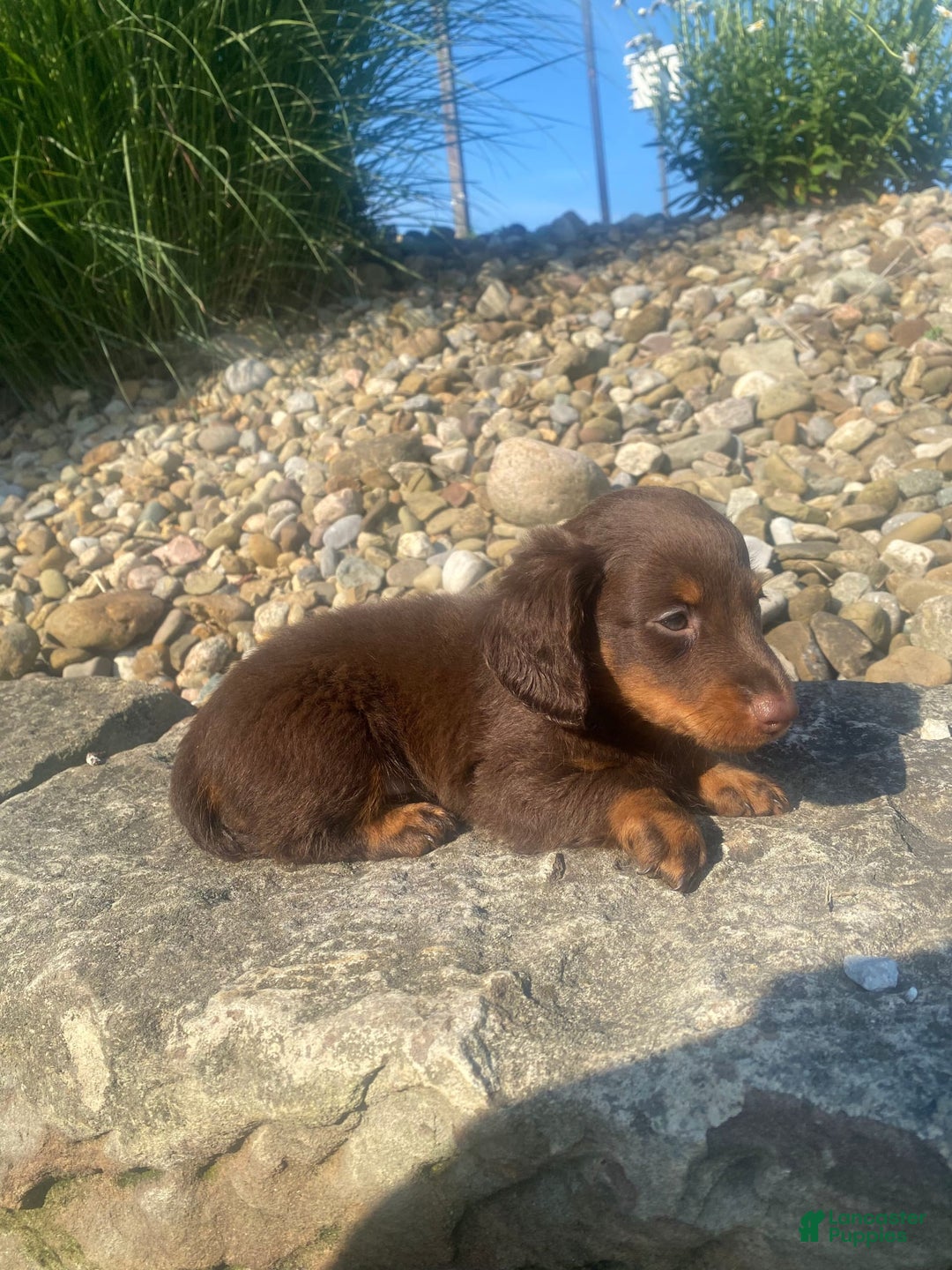 Miniature Dachshund dogs for sale: Beans - Image 13