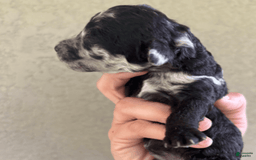 Aussiedoodle dogs for sale: Milly - Image 6