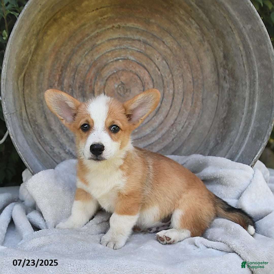 Welsh Corgi Pembroke dogs for sale: Nugget - Image 5