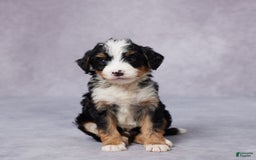 Mini Bernedoodle dogs for sale: Andy - Image 3