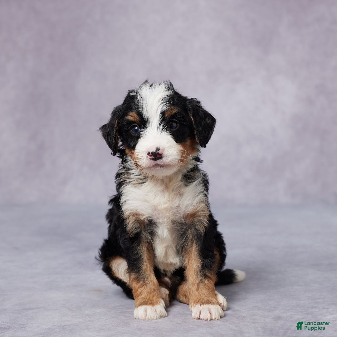 Mini Bernedoodle dogs for sale: Andy - Image 3