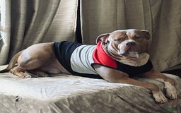 American Bully dogs for stud: Tazz Tornado - Image 4