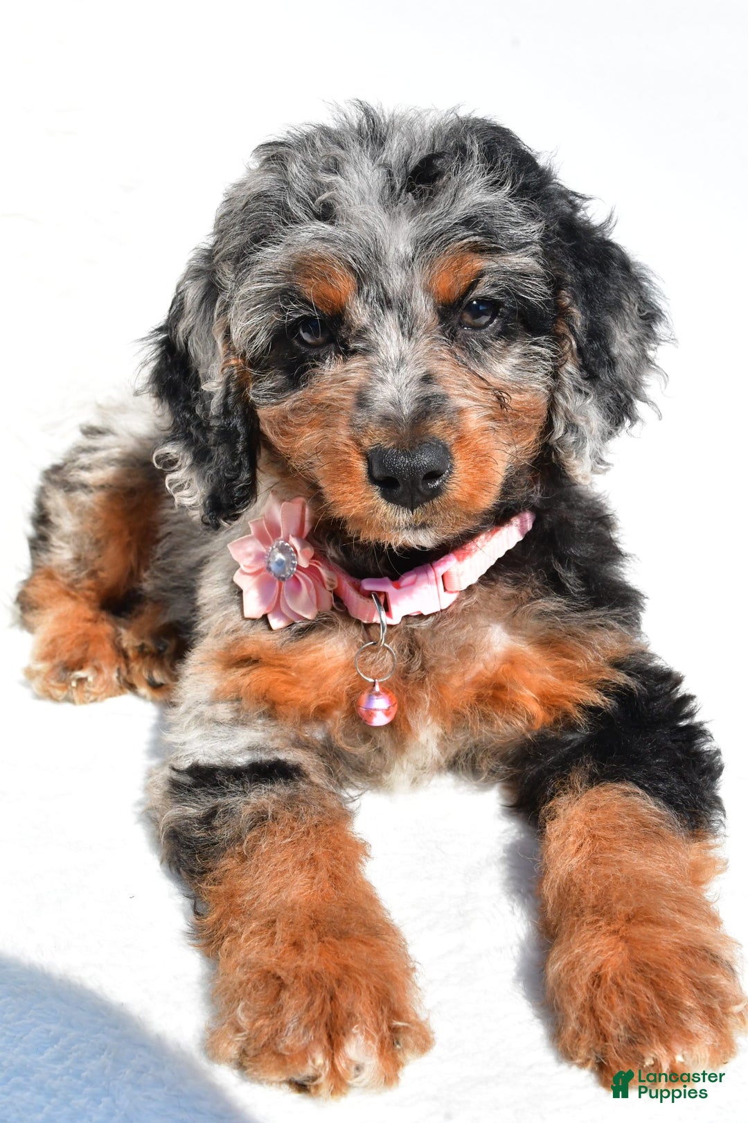Mini Aussiedoodle dogs for sale: Elaine - Image 4