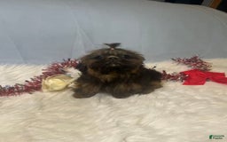 Shih Tzu dogs for sale: Leah - Image 5