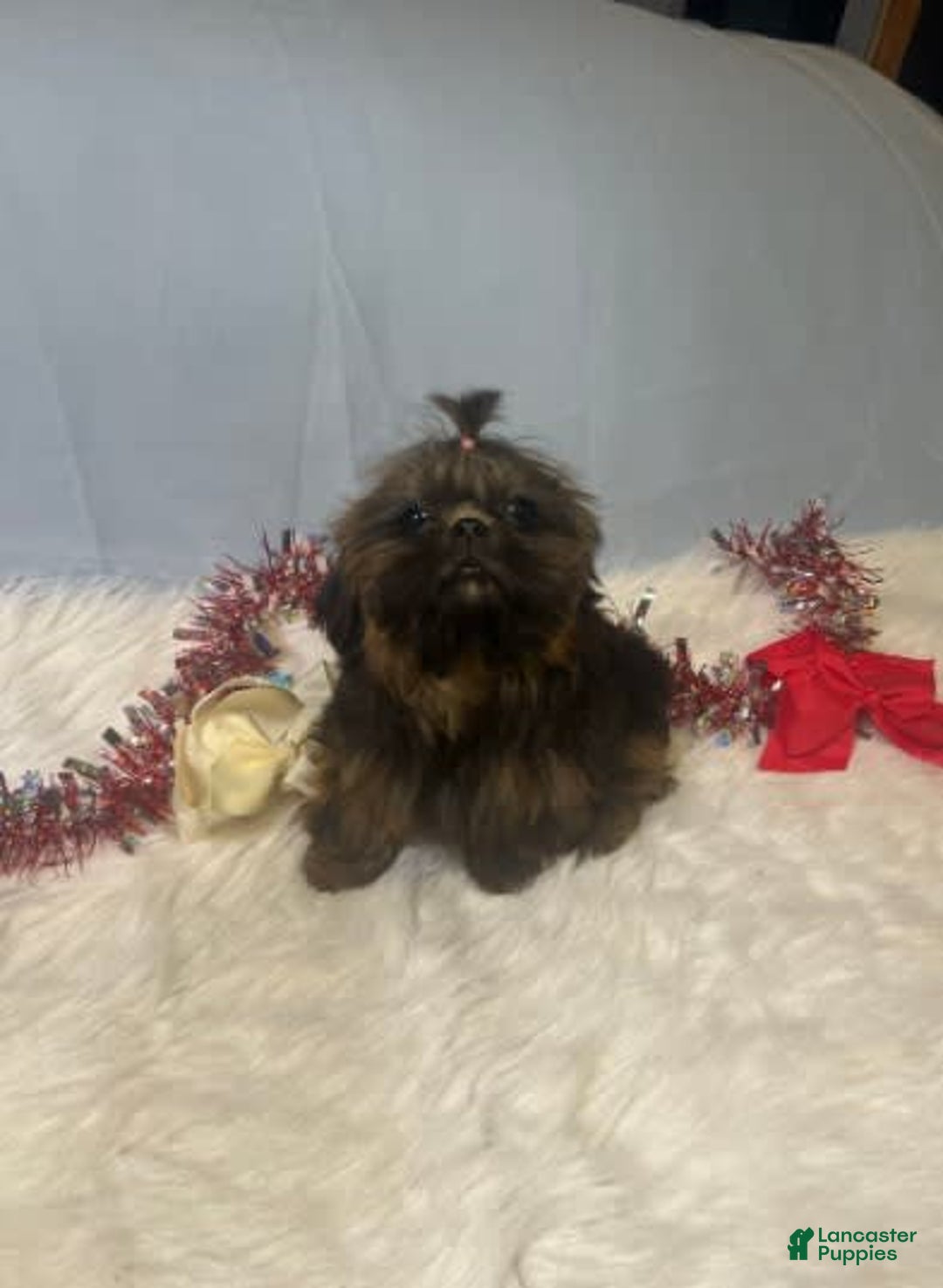 Shih Tzu dogs for sale: Leah - Image 5