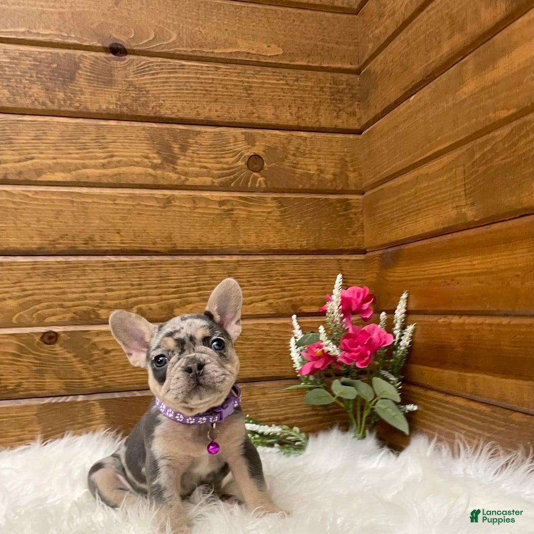 French Bulldog dogs for sale: Nila - Image 17