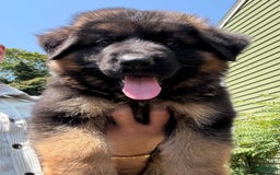German Shepherd dogs for sale: Diesel - Image 7