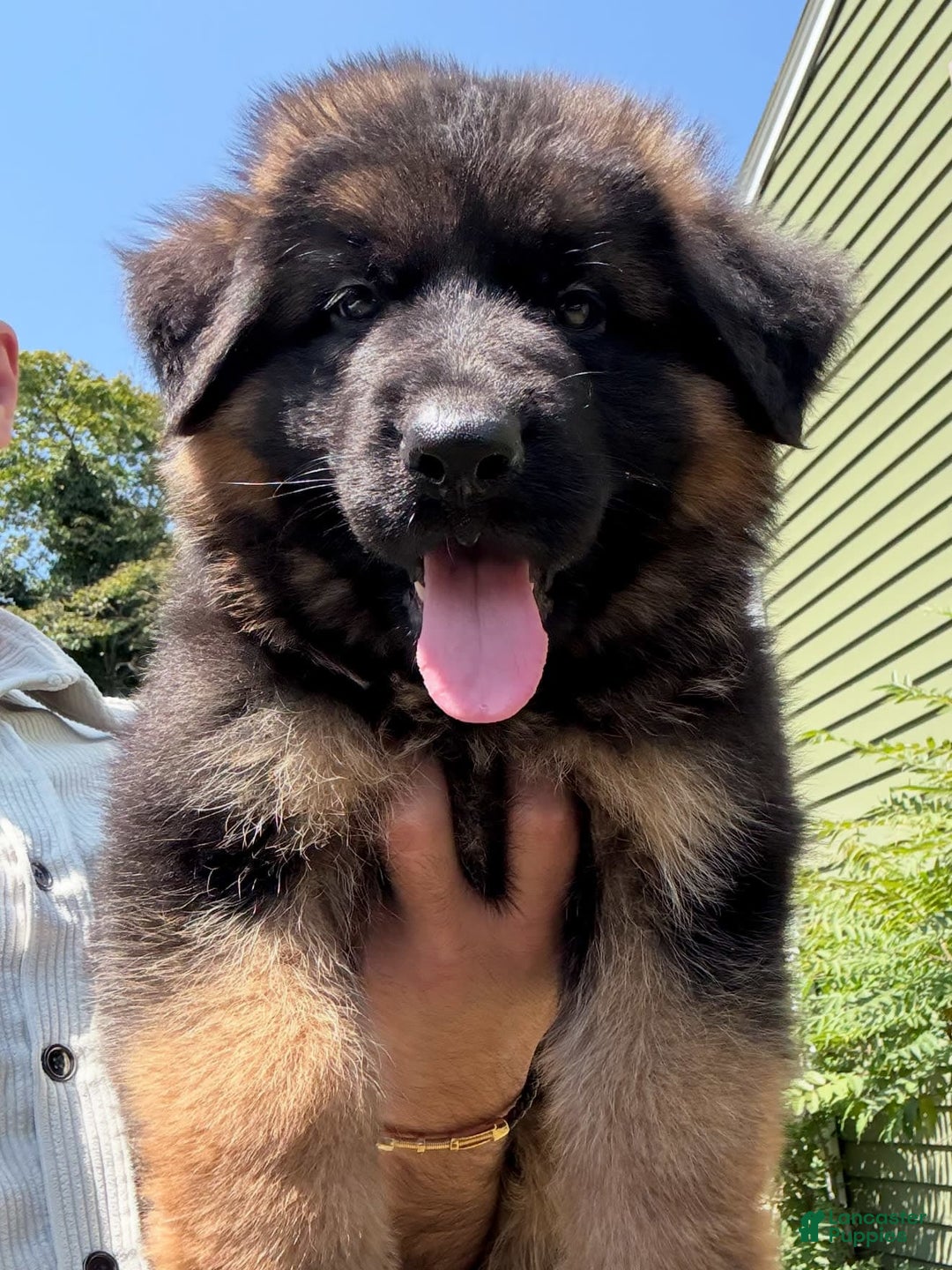 German Shepherd dogs for sale: Diesel - Image 7