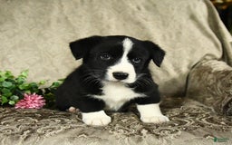 Bernese Mountain Dog dogs for sale: Flash - Image 7