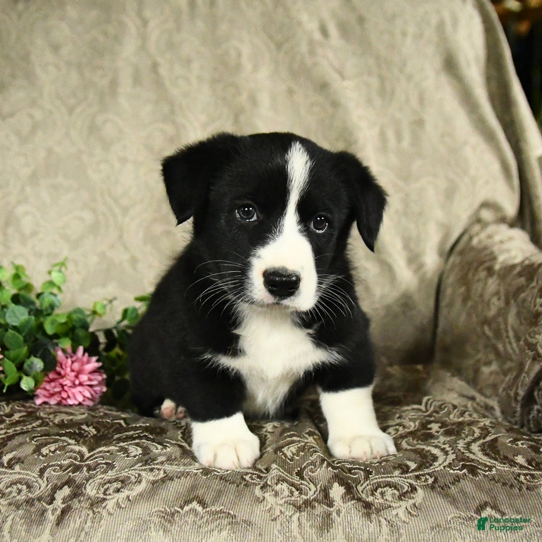 Bernese Mountain Dog dogs for sale: Flash - Image 7
