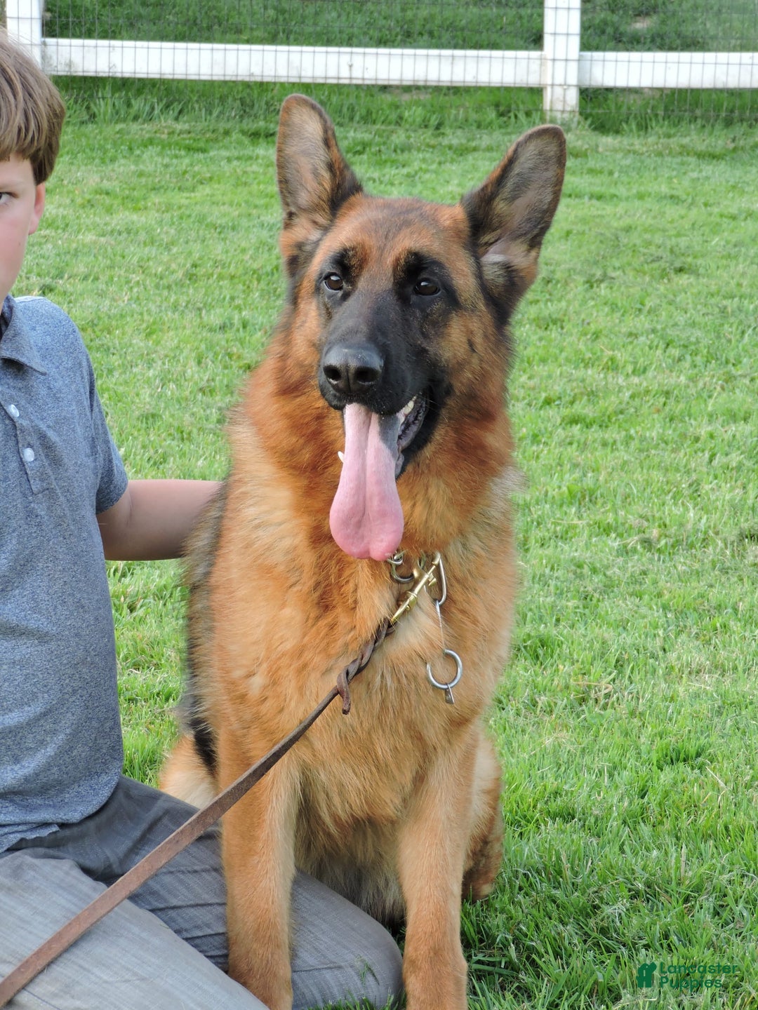 German Shepherd dogs for sale: Tessa - Image 4