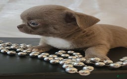 Chihuahua dogs for sale: Lord - Image 10