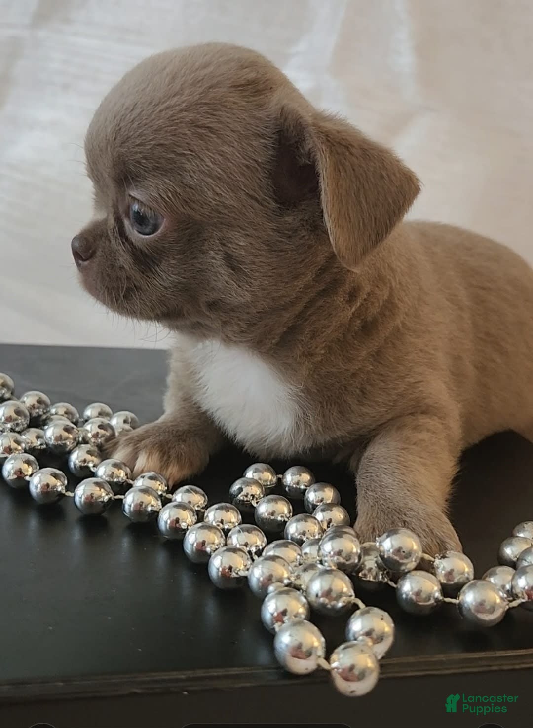Chihuahua dogs for sale: Lord - Image 10