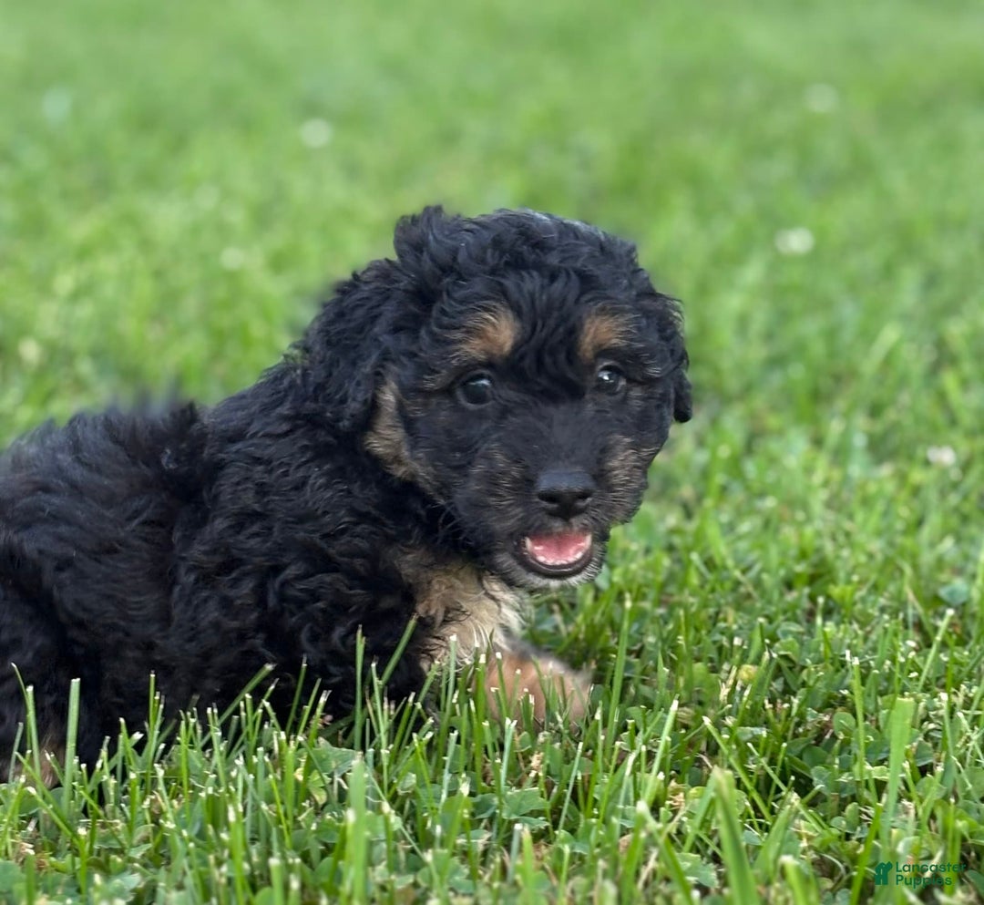 Aussiedoodle dogs for sale: Shiloh - Image 9