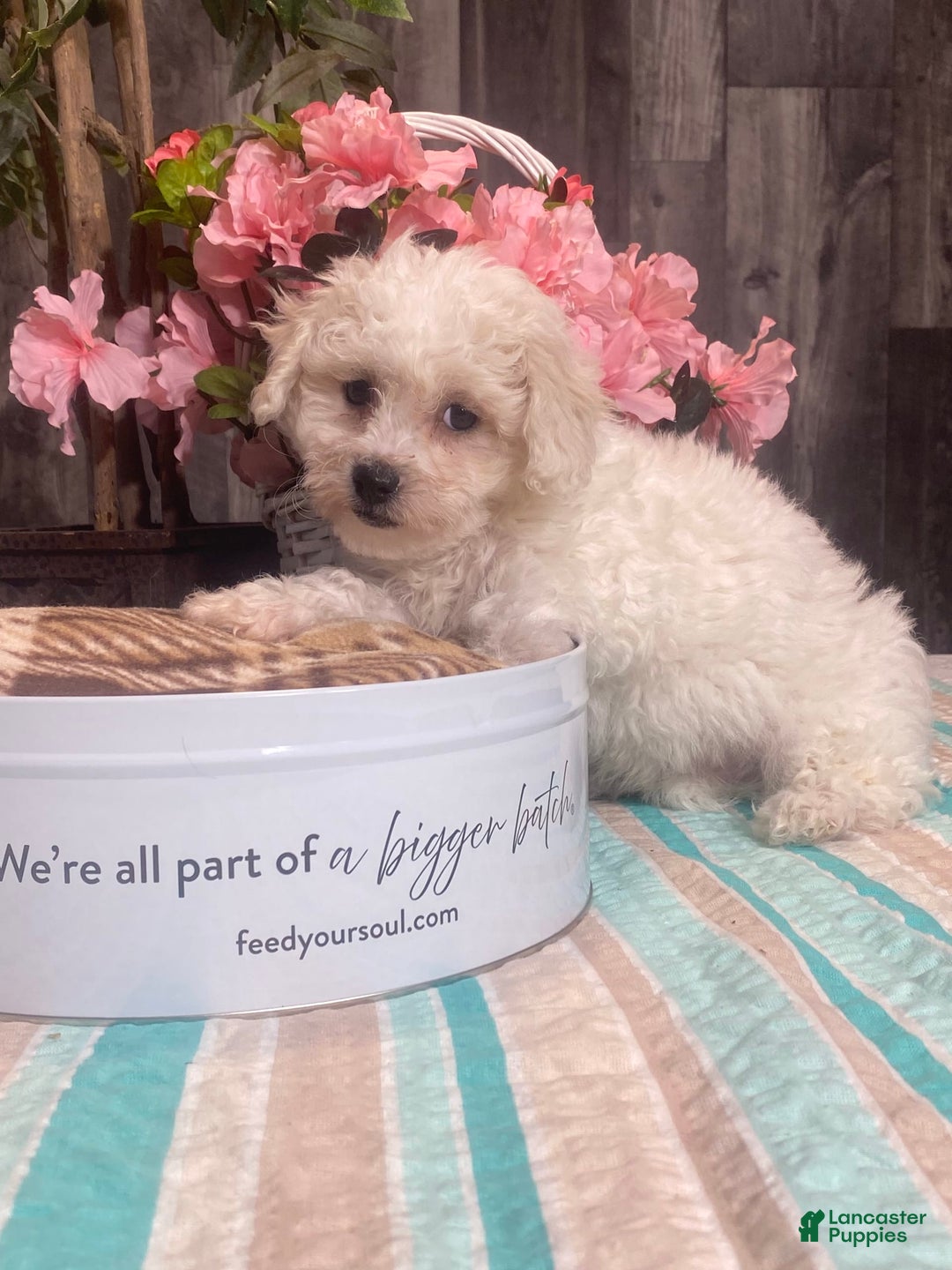 Bichon Frise dogs for sale: Biscuit - Image 4