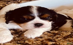 Cavalier King Charles Spaniel dogs for sale: Tri - Image 10