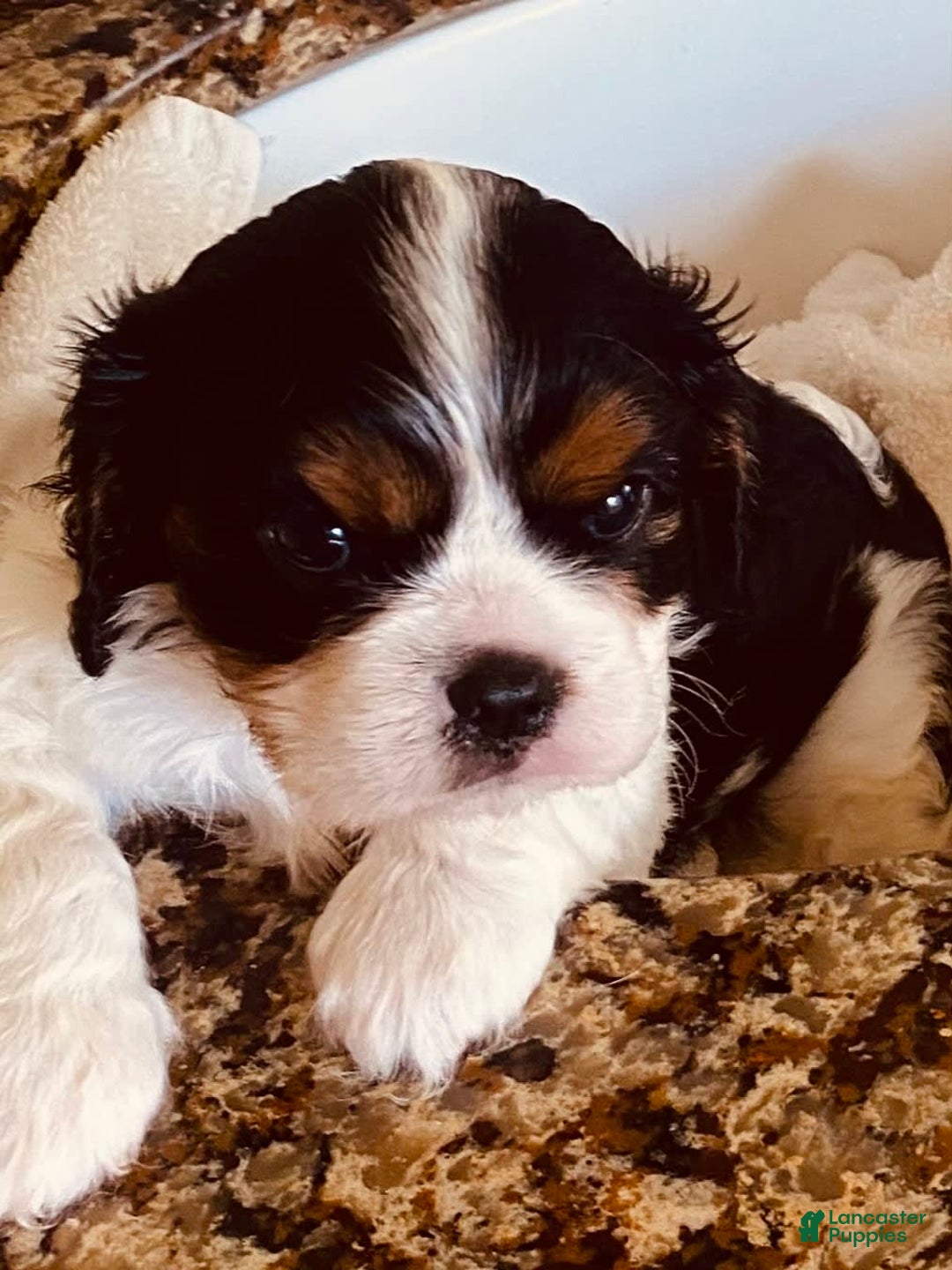 Cavalier King Charles Spaniel dogs for sale: Tri - Image 10