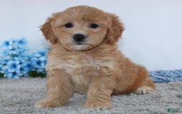 Mini Goldendoodle dogs for sale: Brady - Image 4