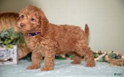 Cavapoo dogs for sale: Gigi - Image 5