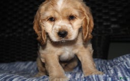 Cocker Spaniel dogs for sale: Tinka - Image 5