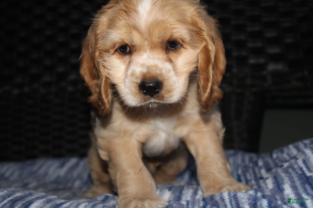 Cocker Spaniel dogs for sale: Tinka - Image 5