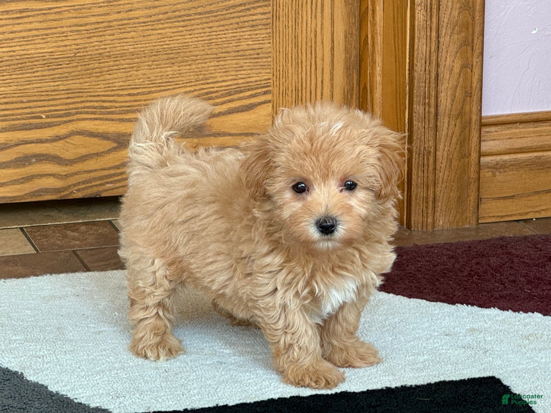 Maltipoo dogs for sale: Honey - Image 4